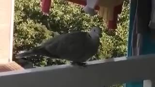 An unexpected guest