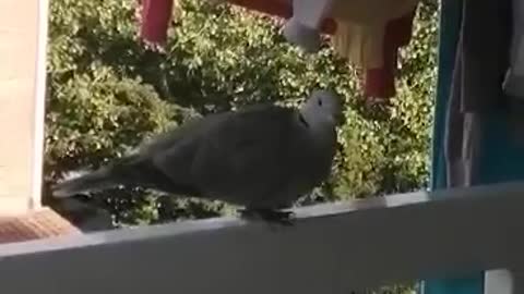 An unexpected guest