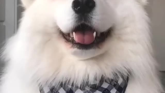 Dog Doing Cutest Stuffs | Cutest Video I've Ever Saw