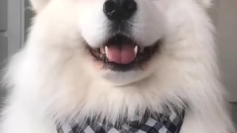 Dog Doing Cutest Stuffs | Cutest Video I've Ever Saw