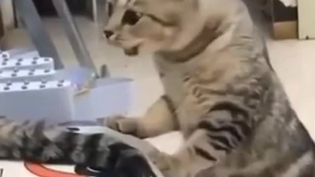 😂Don't touch my cage funny cats and dogs compilation😂😂|| Try not to laugh|| Original voice |no music