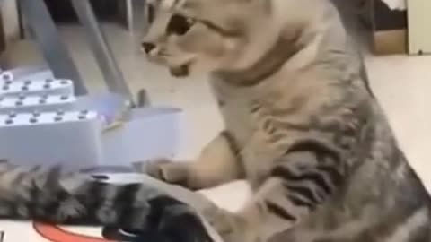 😂Don't touch my cage funny cats and dogs compilation😂😂|| Try not to laugh|| Original voice |no music