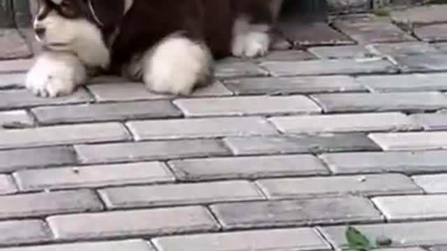 Cute Puppy walking|#shorts