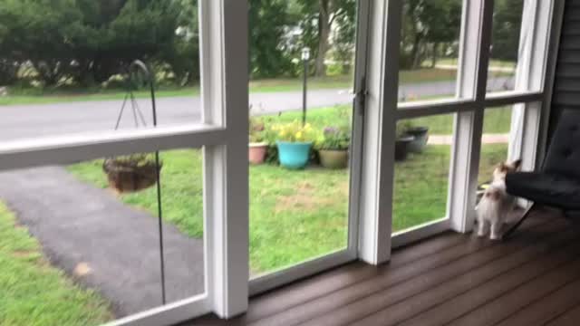 Willow Watching Wild Turkeys