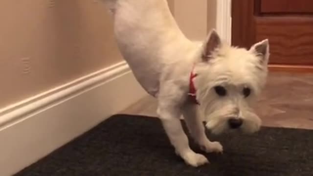 Funny and cute dog video