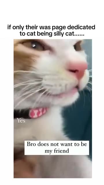 Funny moments with my cat #31 😺😂