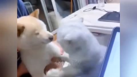 Animal funny video