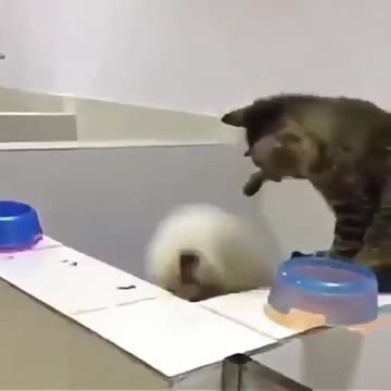 Basket Ball Cat and Dog