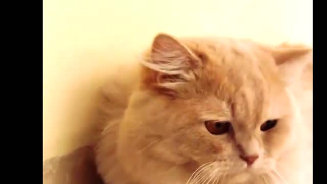Awesome SO Cute Cat ! Cute and Funny Cat Videos to Keep You Smiling! 🐱