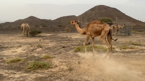 Beautiful Omani camels