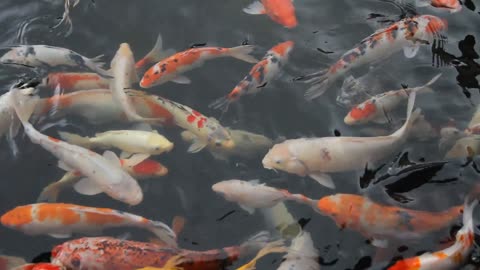 Different kinds of koi