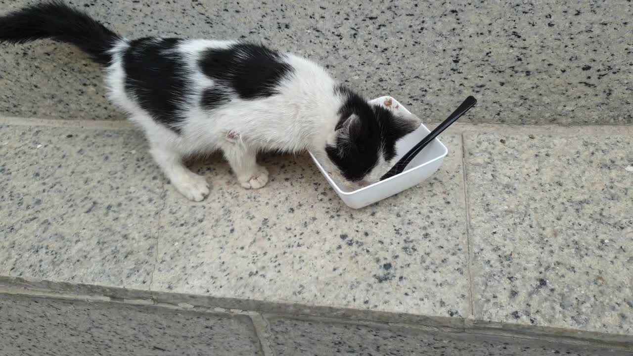 Stray Kitten Rescue: Feeding