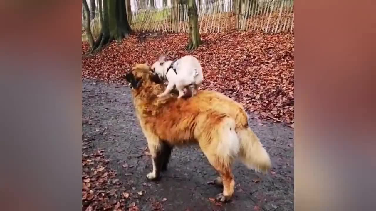 puppy loves to play with his duck friend