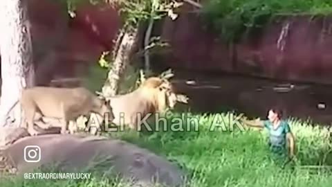 Man Enters Lion Enclosure