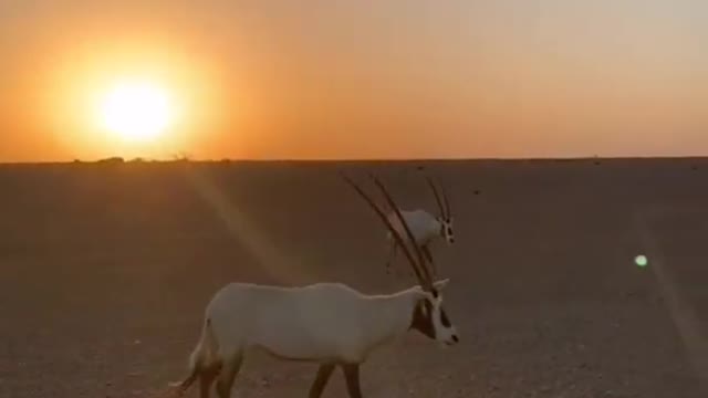 المها العربي