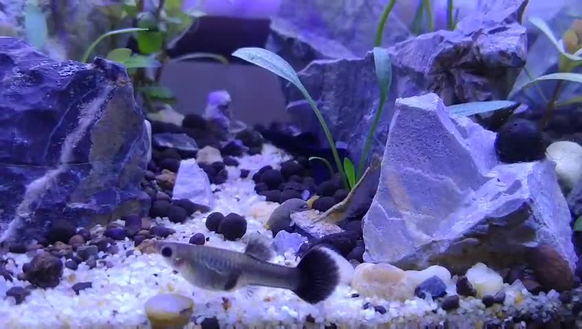 Aquatic, waiting for the fry to be born