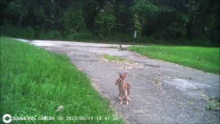 Backyard Trail Cams - Rabbits in the Driveway