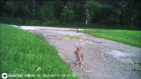 Backyard Trail Cams - Rabbits in the Driveway