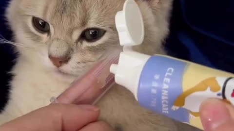 How to Pamper Your Cat with a Relaxing Massage! 😻🐾 #CatCare