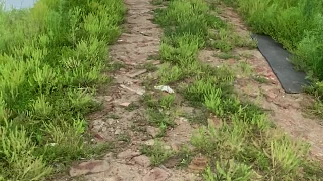 shore path