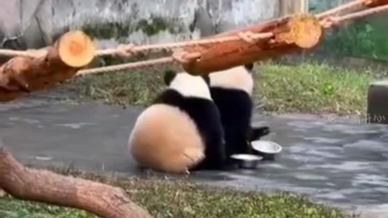 Twin like animal