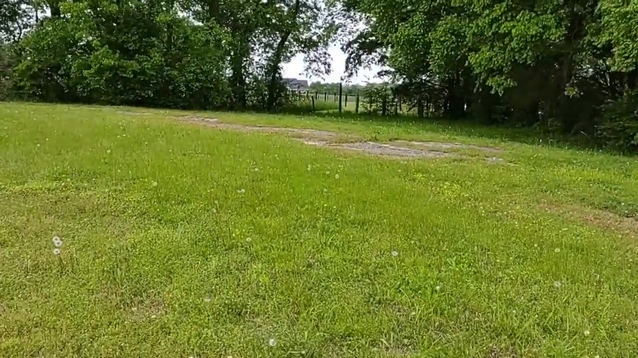 Useful Wild Plants #3. Bryan's Backyard with Flash Cards 5-4-23