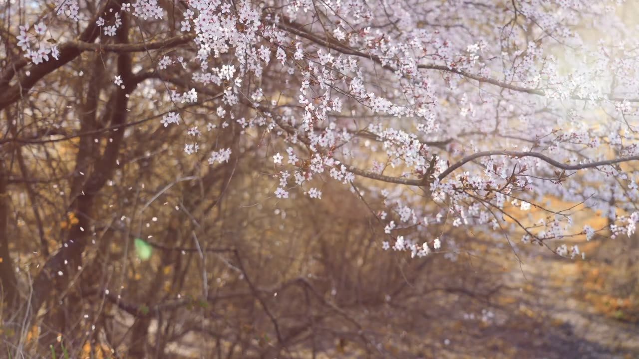 SPRING VIDEO