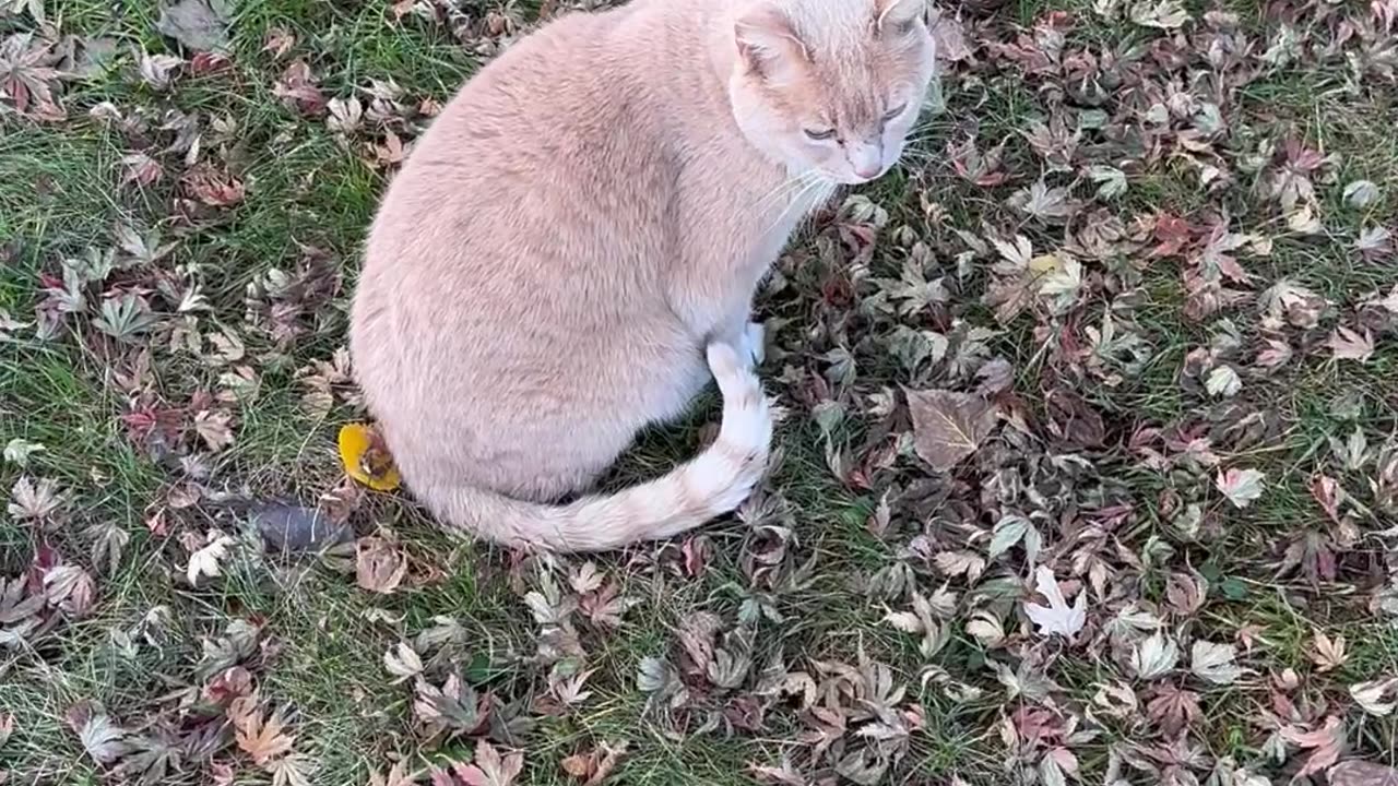 Bilingual Cat Meows Hello