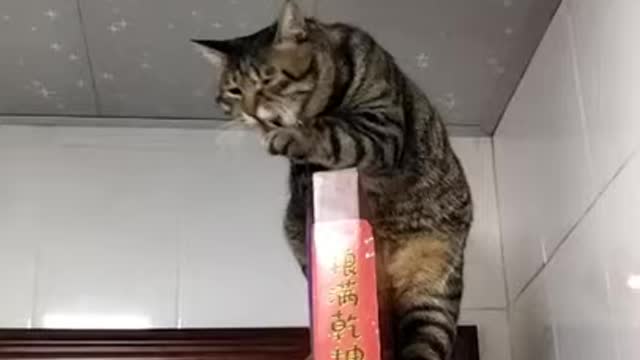Funny cats 2021 - Cats compilation - Cute Cats and Funny Animals