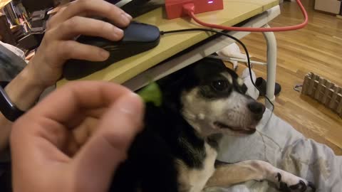 Dog slowly reaching for a spinach