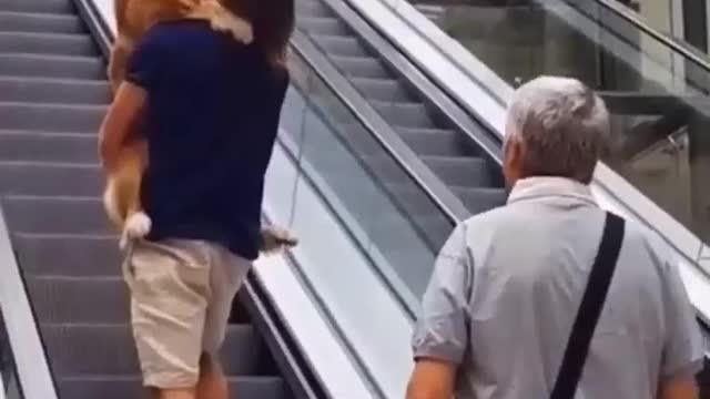 This dog is afraid to climb escalator (*/ω＼*)