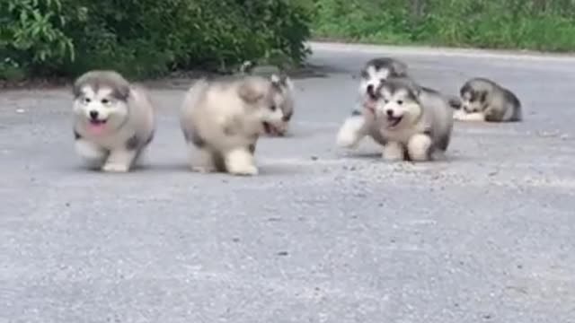 pet dog