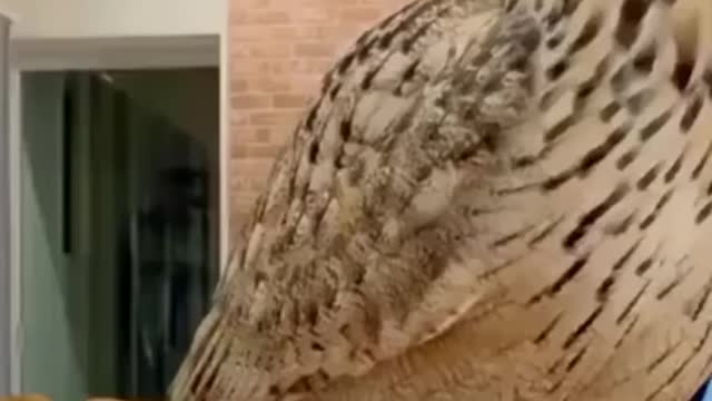 Funny Animal Videos of the year (2021)