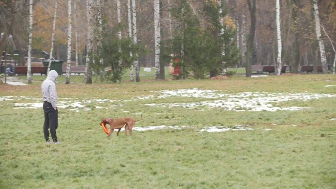 Dog runs in the autumn park, slow-motion