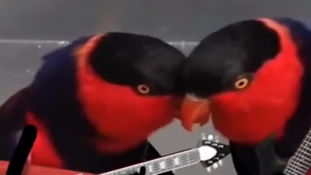 Birds Are Singing | Cute romantic Birds