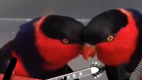 Birds Are Singing | Cute romantic Birds