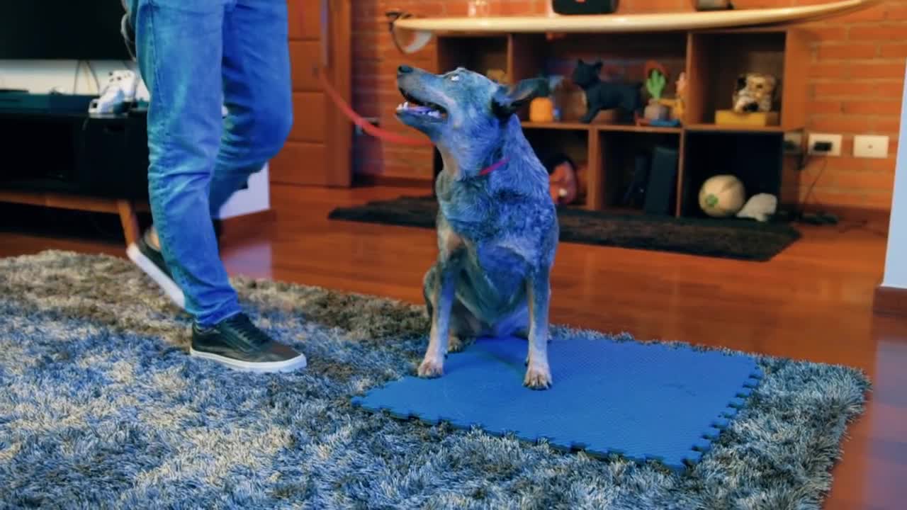 how to train your dog everywhere