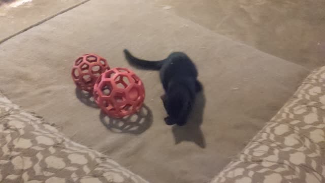 Junebug the kitten and Ellie playing