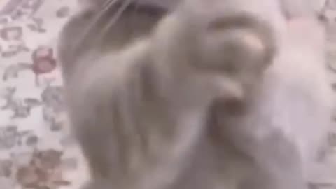 cute funny cat dance😂