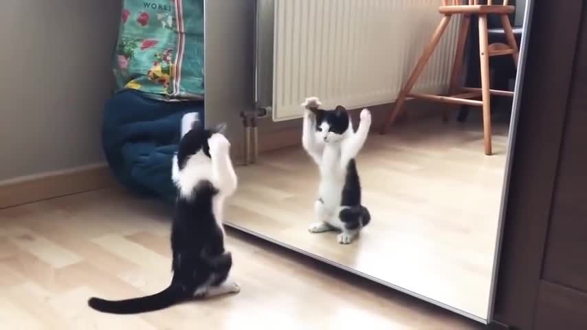 Funny Cats and mirror 😹