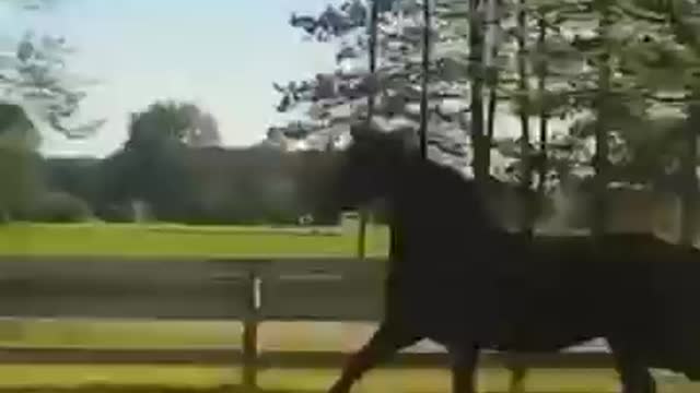 You have never seen such a cute horse before