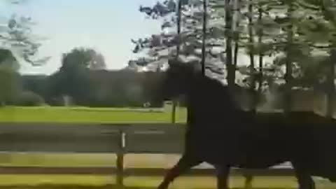 You have never seen such a cute horse before