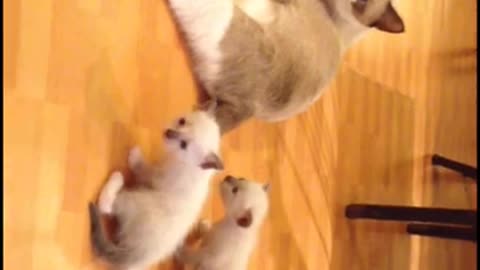 Cat & Kittens Playing