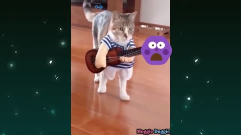 Funny cat videos 🐱🐱