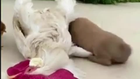 Cute Animals | Funny Animal Videos | Cute Animal Videos | So Cute Dog 12 😘 #shorts