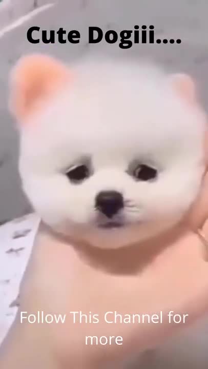 Cute baby dog playing while bething //cute animals