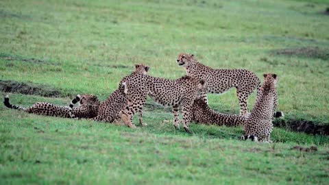 The leopard family is getting together again