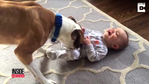 Regardez un enfant de 9 mois éclater de rires incontrôlables lorsque le chiot le chatouille