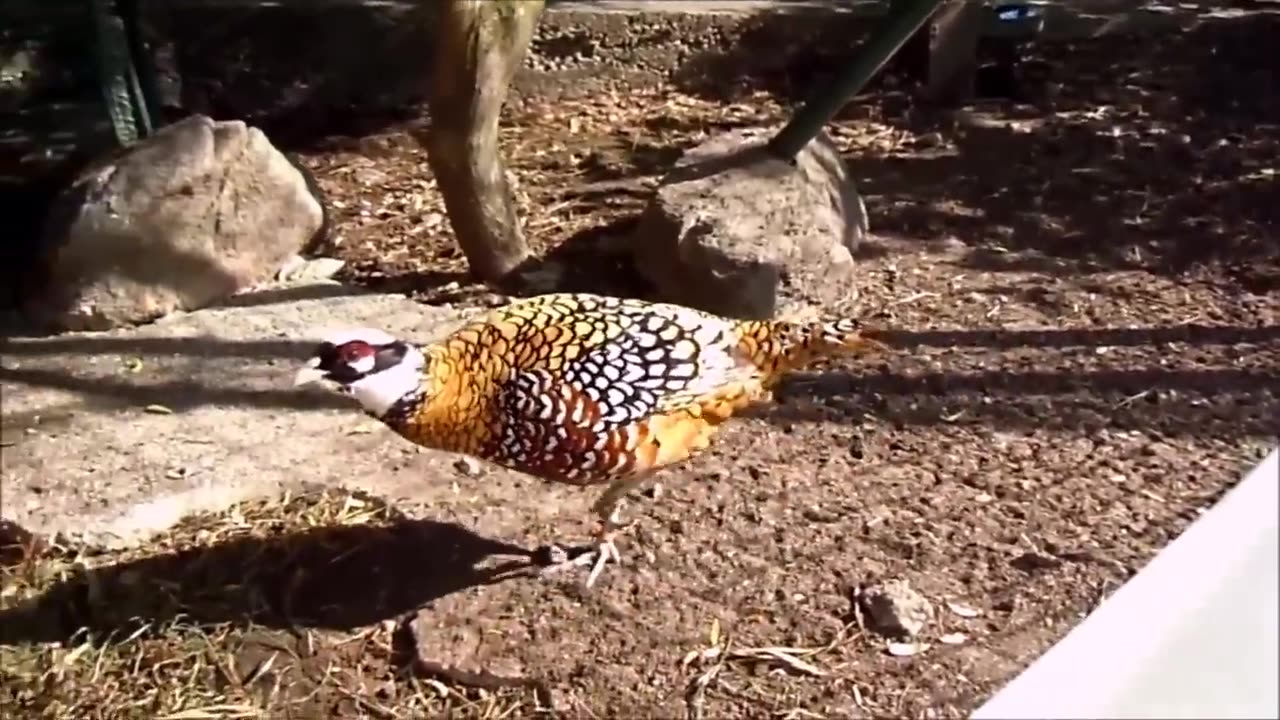 Golden Pheasants and Other Birds in Nature Park