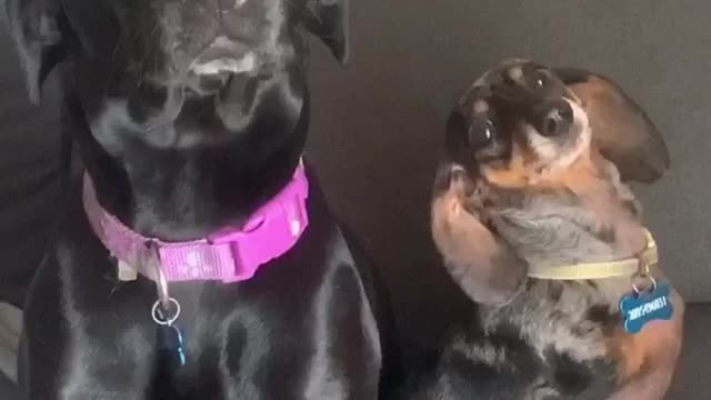 Happy Doggos Tear up Blinds in New Apartment